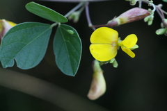 Atylosia albicans